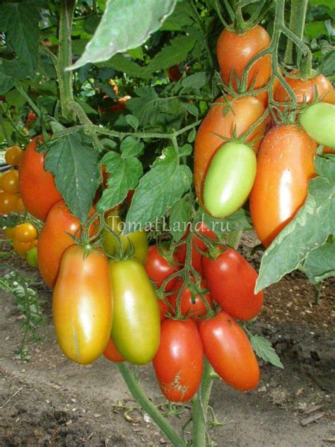 Томат Сэр Элиан: ОТЗЫВЫ (11), фото, описание | tomatland.ru