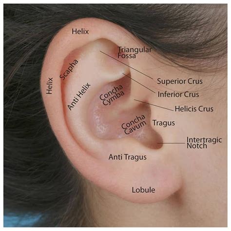 Auricular Blocks and Hematomas — The Proceduralist