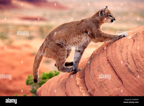 puma cougar  mountain lion puma concolor climbing   rock adult