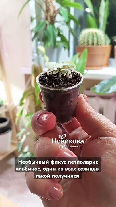Фикус петиоларис-альбинос #plants #цветы #семена #garden #растения ...