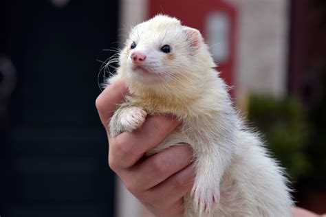 Why Are Ferrets Illegal in California? - Johnny Holland