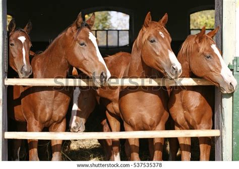 371 Anglo Arabian Horse Images, Stock Photos, 3D objects, & Vectors ...