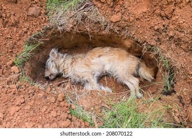 dead dog grave stock photo edit