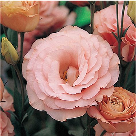 LISIANTHUS ARENA 3 APRICOT – Tamada Plug Plant