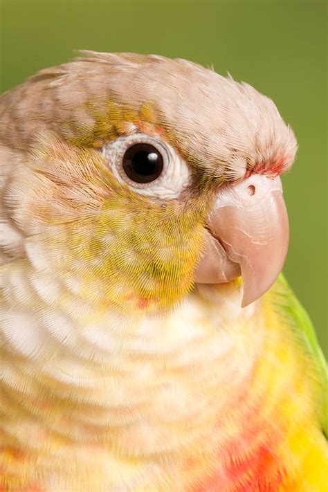 Pineapple Green Cheek Conure