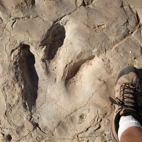 great places  find colorado fossils   favorites