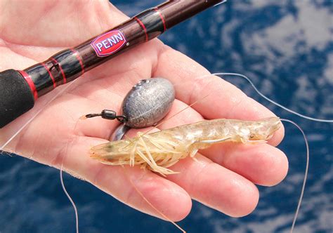 Shrimp Fishing