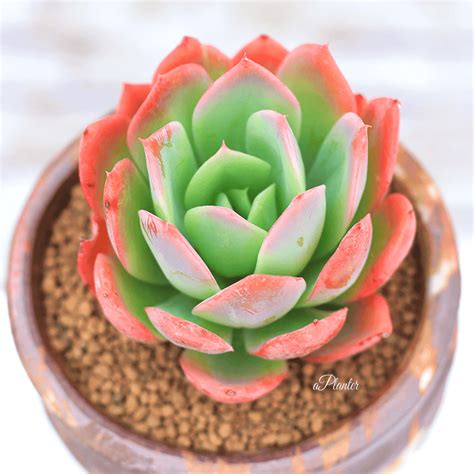 Echeveria Luella – aplanter