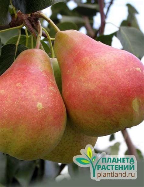 Груша Просто Мария - Описание - купить саженцы груши Москва, МО