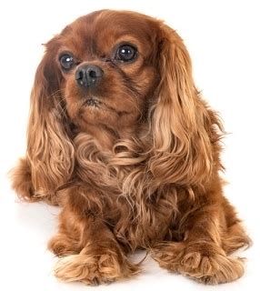 HEALTH – Cavalier King Charles Spaniel Club of Southern New England