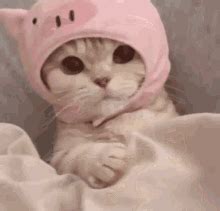 Cat Pfp GIF - Cat Pfp Nitro - Discover & Share GIFs