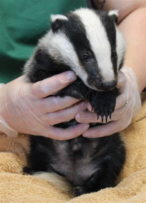 Rescue, Care and Rehabilitation of Badgers at Secret World - The Bath ...
