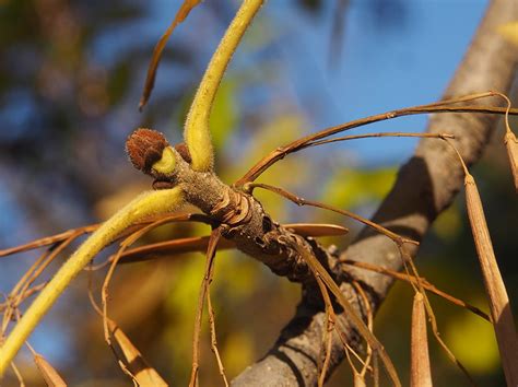 Jasan pensylvánský Fraxinus pennsylvanica | Blanokřídlí v Praze