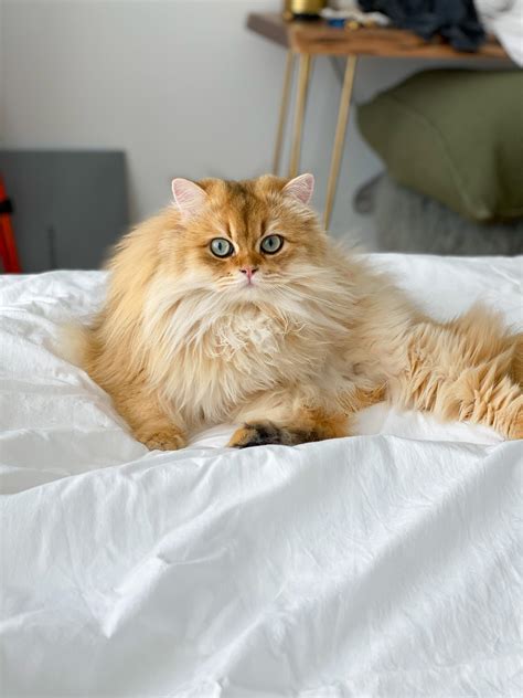 Get off my bed hooman : r/aww