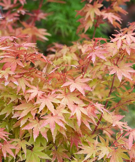 Japanese maple trees care and growing guide | Homes and Gardens