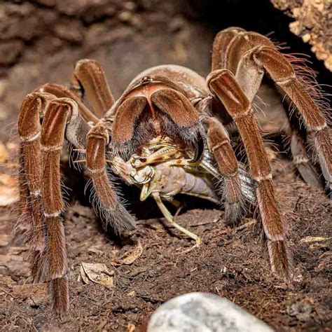 Theraphosa blondi - Insektenliebe