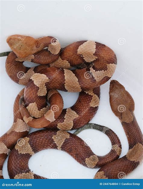 Pair of Venomous Copperhead Snakes Stock Photo - Image of snake, scales