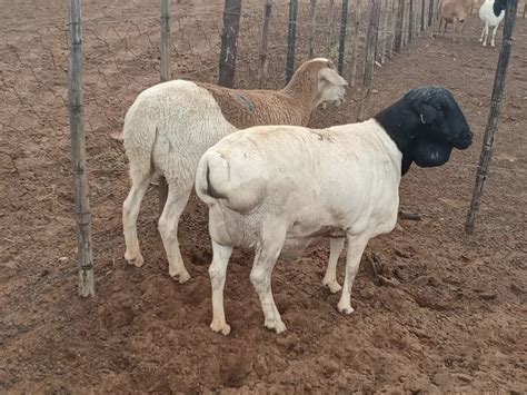 35 Van Rooy Ewe Lambs - iBid Agri Namibia