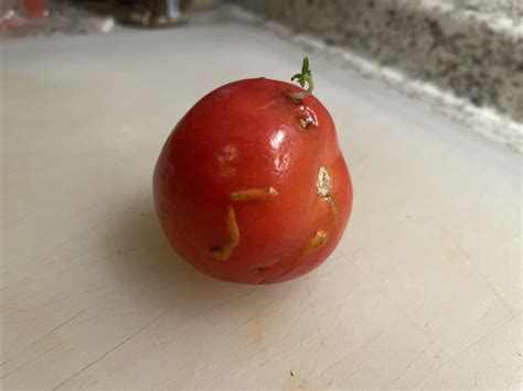 This germinating tomato seed sprouting from INSIDE the tomato : r