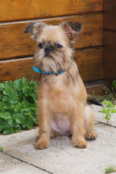 brug dog breed health feeding training temperament  puppies