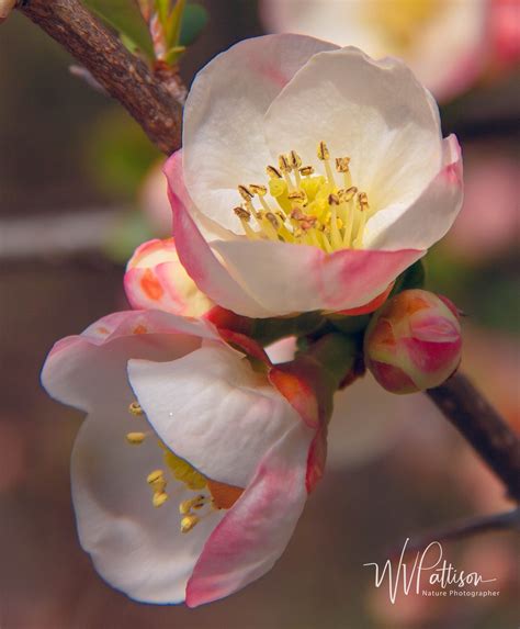 flowering dogwood- – withjoyimages