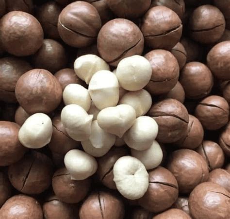 Hạt Macca Daklak sấy nứt vỏ túi Zip 500g - Duong Nuts