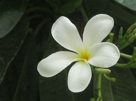 Jasmine Flower Wallpapers Hd Wallpaper Cave