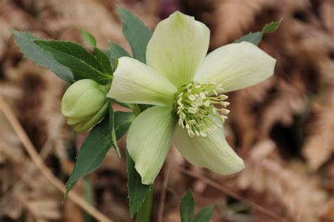 Hellebore Flowers Garden - Free photo on Pixabay - Pixabay