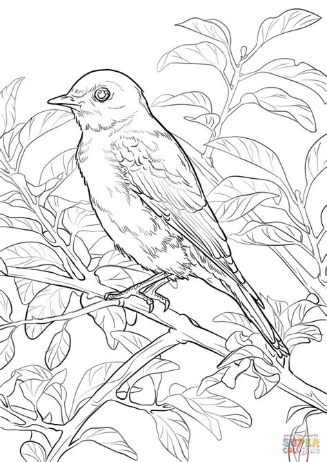 Bluebird Coloring Page Printable - WillieilNovak