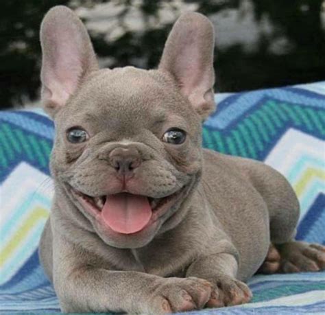 Incredible Blue Fawn French Bulldog Puppies Ideas - Docare