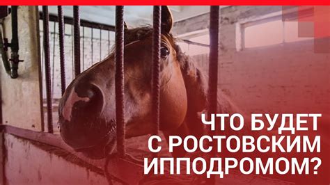 Что будет с ростовским ипподромом ? | 161.RU - YouTube