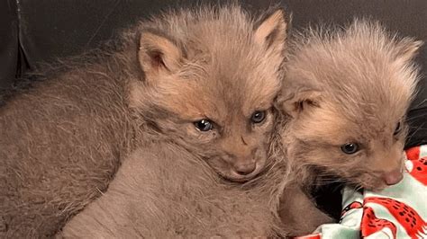 Baby fox was separated from mom because he was deemed useless - YouTube