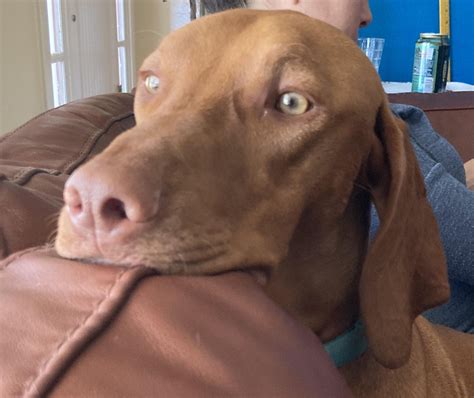 The evolution of Vizsla beauty. : r/vizsla