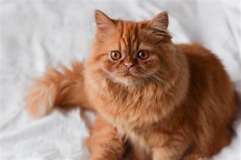 What’s the Most Popular Cat Breed: 3 Reasons They’re Loved ...