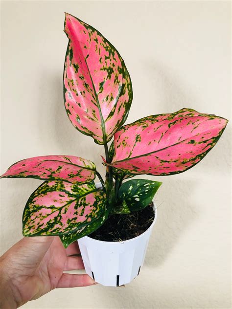 Aglaonema 'Lady Valentine'