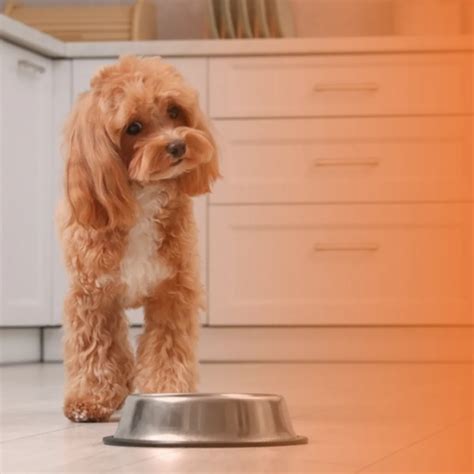 Quantos Dias Um Cao Pode Ficar Sem Comer - Cachorro não quer comer: o que pode ser e como ajudar