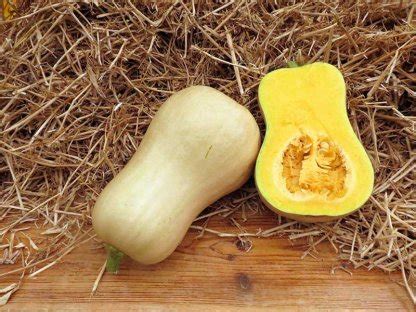 Тыква | Бататовые Кущи