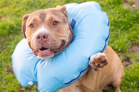 lovable tajae      home alxnow