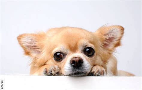 Adopción razas de perros pequeños, ¡una buena opción!