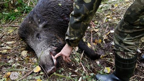 Диви свине умряха от Африканска чума във Врачанско