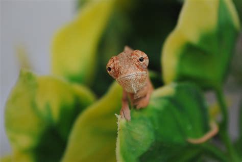 chameleon school  place  beginners  learn   keeping