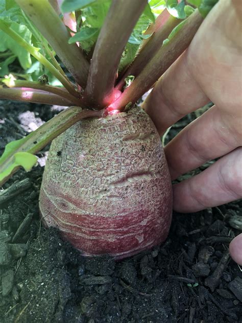 Overgrown radish! I will grow to harvest seed pods, they are delicious