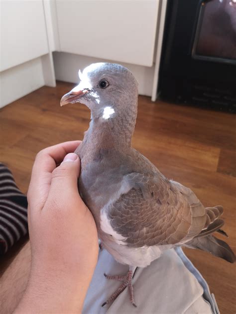 Cute Baby Pigeon