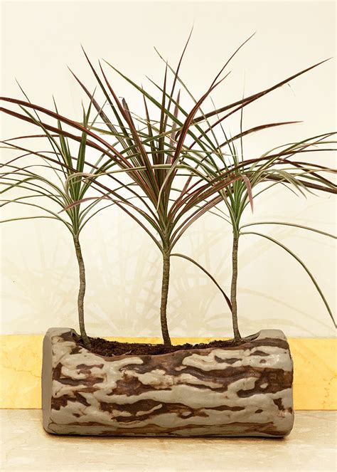 Get Ceramic Log Pot at ₹ 899 | LBB Shop