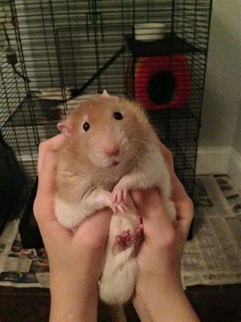 1808 best images about Everything Rats on Pinterest | Hamsters, Cute ...