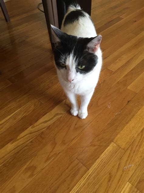 Local Pet Rehoming and Listings on Louisville Craigslist 20