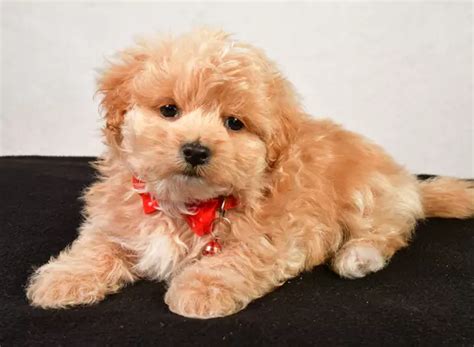 Beautiful Maltipoo Puppies for Sale | TrustedPuppies.com