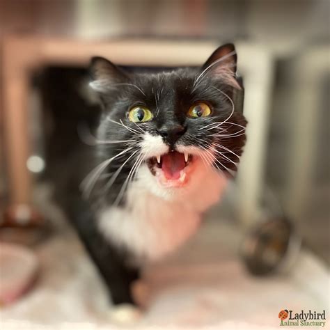 Ladybird Animal Sanctuary | Ladybird Animal Sanctuary - Juno