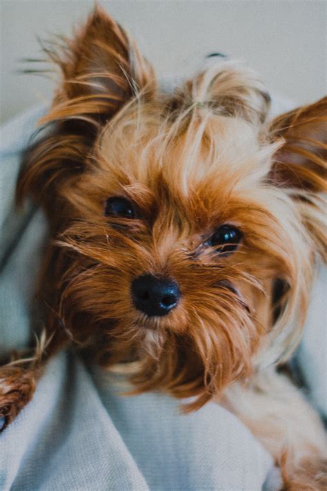 How many teeth do dogs have - How To Discuss