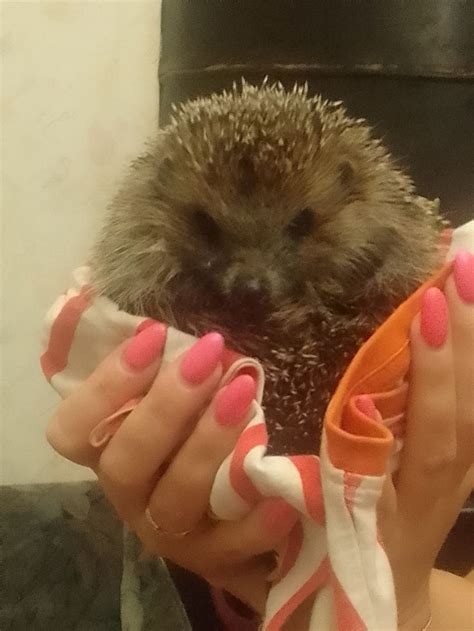 Ёжик🦔